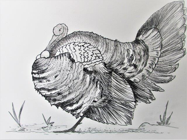 Thanksgiving : Wild Turkey